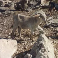 فروش بز|حیوانات مزرعه|قلعه ممبی, |دیوار