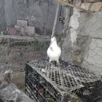 کبوتر|پرنده|سراوان, |دیوار