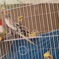 فروش جفت عروس مولد با 4 تا جوجه