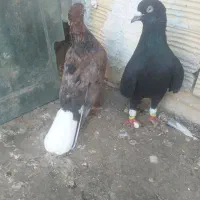 دم سفید    ساده کاکولی    کلاغ