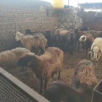 میش آبستن