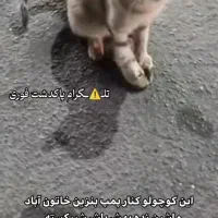 واگزاری گربه|گربه|پاکدشت, خاتون آباد|دیوار