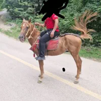 نریان ۵سال اخته