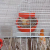 سه جفت قناری مولد.مرغ عشق انگلیسی.زیر قیمت. فوری