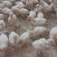 جوجه خروس ۲ ماهه|حیوانات مزرعه|اردکان, |دیوار