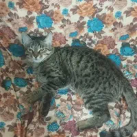 گربه رایگان