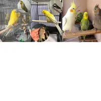 پرنده های خانگی