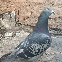 کبوتر سبز پلاکی