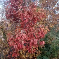 منزل مسکونی واقع در دهبکری خیابان انقلاب