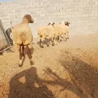 ۴ راس میش باغینی جوان ابستن