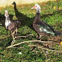 اردک و بوقلمون