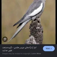 عروس هلندی پیدا شده
