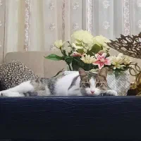 گربه گم شده|حیوانات|ارومیه, |دیوار