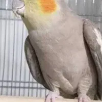 عروس هلندی آهویی