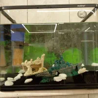 آکواریوم مارک ماهیران