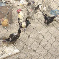 مرغ و خروس بومی