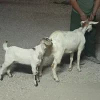 بز با کهره