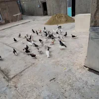 کبوتر|پرنده|قروه, |دیوار