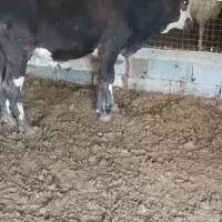 گاوسوئسی نر|حیوانات مزرعه|جوانرود, |دیوار