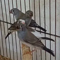 فنج|پرنده|حمیدیا, |دیوار