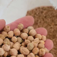 نخودآبگوشتی بهاره محلی کرمانشاه زودپزوبسیارخوش طعم|خوردنی و آشامیدنی|سرپل ذهاب, |دیوار