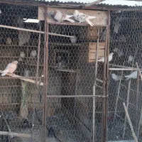 کفتر فروشی|پرنده|داران, |دیوار