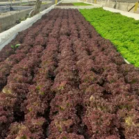 فروش گلخانه هیدروپونیک  کاهو فرانسوی