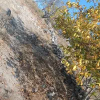 باغ|فروش زمین و ملک کلنگی|مشگین شهر, |دیوار