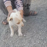 سگ پاکوتاه|سگ|قائن, |دیوار