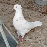 کفتر|پرنده|تایباد, |دیوار