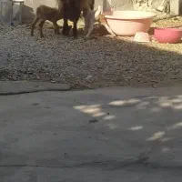 بز دو قلو زا|حیوانات مزرعه|چرام, |دیوار