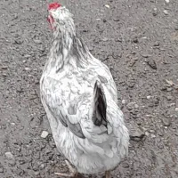 فروش خروس و مرغ نژاد دار