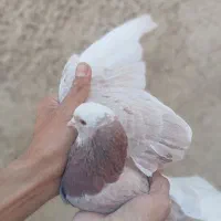 هم خال هم پرش