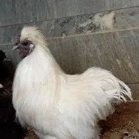 مرغ و خروس ابریشمی