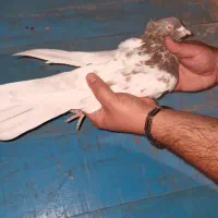 کبوتر کله طوقی|پرنده|سمنان, |دیوار