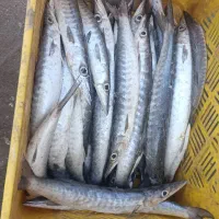 ماهی و میگو صید روز|ماهی|فیروزآباد (فارس), |دیوار