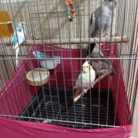 عروس هلندی و مرغ عشق دستی