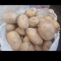 سیب زمینی تازه|عمدهفروشی|بروجن, |دیوار