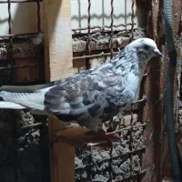 کبوتر|پرنده|خرمشهر, |دیوار