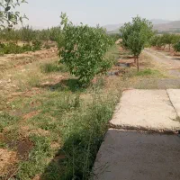 باغ