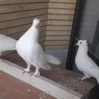 کبوتر راعبی سفید
