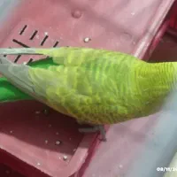 مرغ عشق سالم وزیبا|پرنده|آبپخش, |دیوار