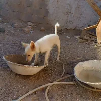 پامر روباهی