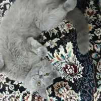 گربه|گربه|اهواز, کارون|دیوار