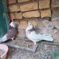 کبوتر شازده و ابلغ|پرنده|مبارکه, |دیوار