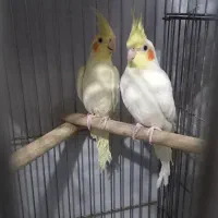 عروس هلندی|پرنده|پاکدشت, پاکدشت (مامازند)|دیوار