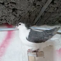 کفتر|پرنده|مشهد, چهاربرج|دیوار