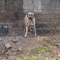 سگ نگهبان افغان معاوضه با اردک غاز