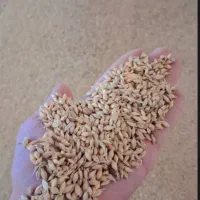 جو اِخَروم آگهی رو بخونید بعد پیام یا تماس بگیر