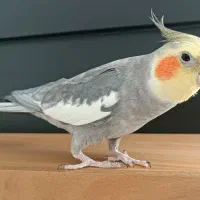 عروس هلندی|پرنده|دیواندره, |دیوار